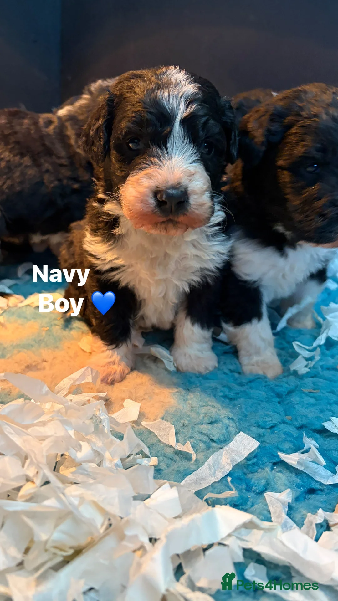 Bernedoodle dogs for sale: 🌸 Stunning Standard Bernedoodles 💙 - Advert 1