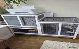 Guinea Pig rodents for sale: Male guinea pigs  - Image 7