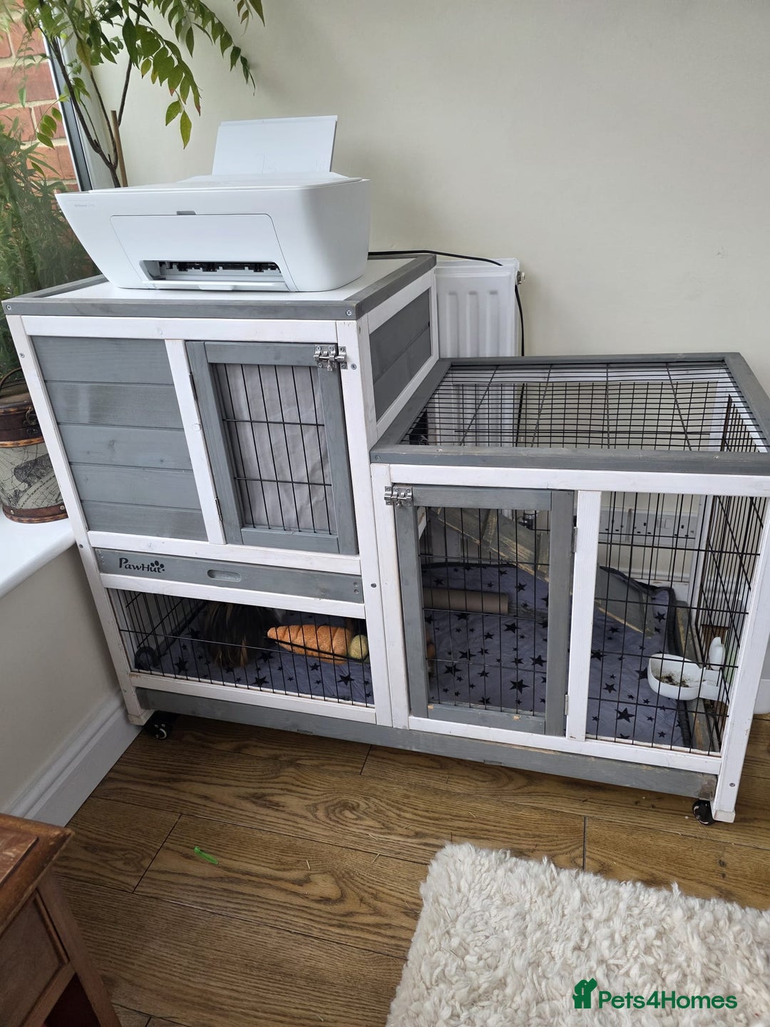 Guinea Pig rodents for sale: Male guinea pigs  - Image 7