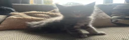 Maine Coon cats for sale: Mainecoon Kittens, ready 08/28! - Advert 23