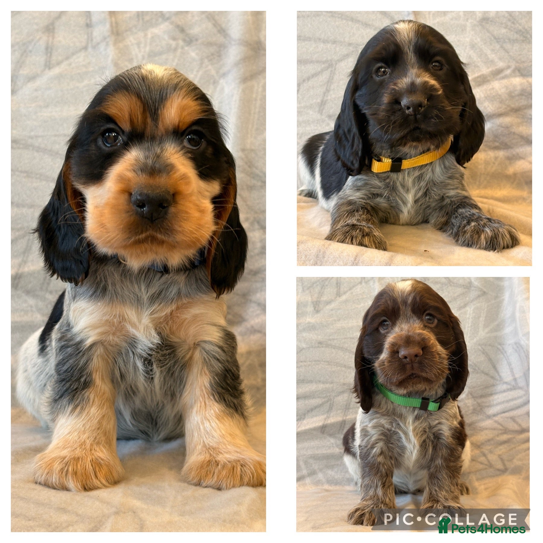 Cocker Spaniel dogs KC registered Show Type Cocker Spaniel DNA Tested - Advert 1