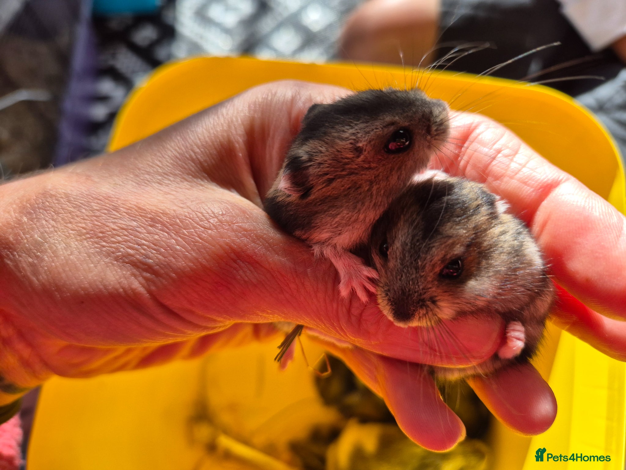 Hamster rodents for sale: Pedigree dwarf baby hamsters - Advert 10