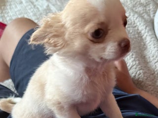 Chihuahua dogs - Advert 1