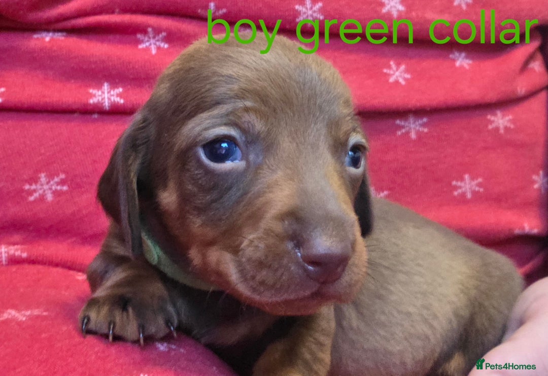 Dachshund dogs for sale: Dachshund  - Advert 27