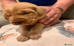 Labrador Retriever dogs for sale: Beautiful Labrador puppies for forever homes  - Image 1