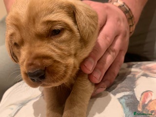 Labrador Retriever dogs for sale - Advert 1