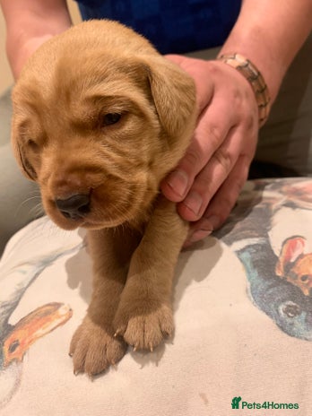 Labrador Retriever dogs - Advert 1