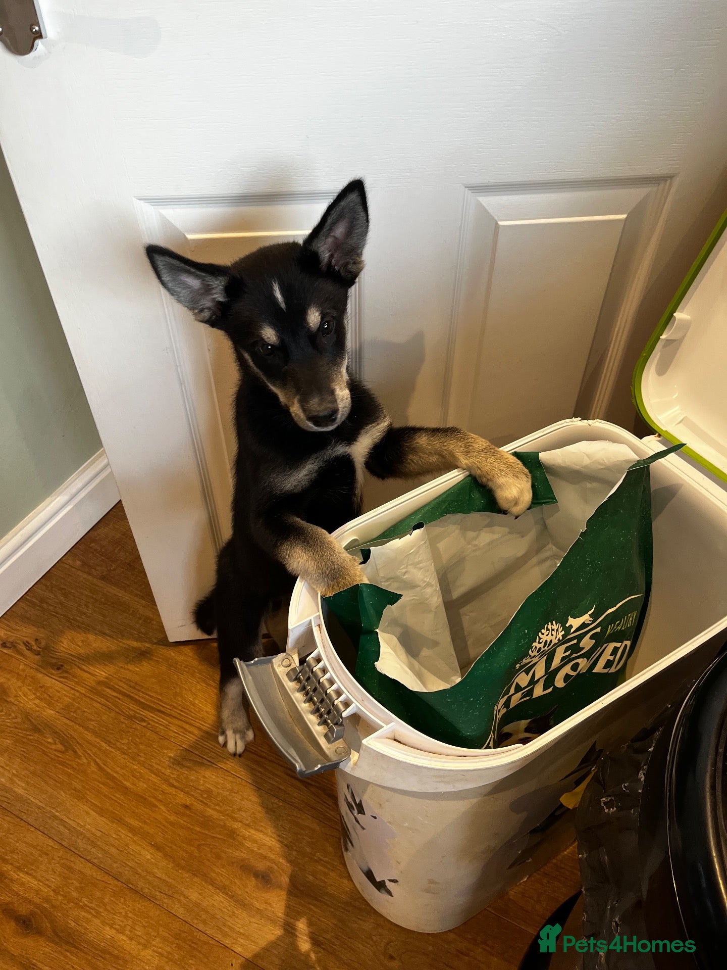 Mixed Breed dogs Husky x Labrador  - Advert 15