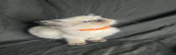 Ragdoll cats for sale: Ragdoll kittens - Advert 6