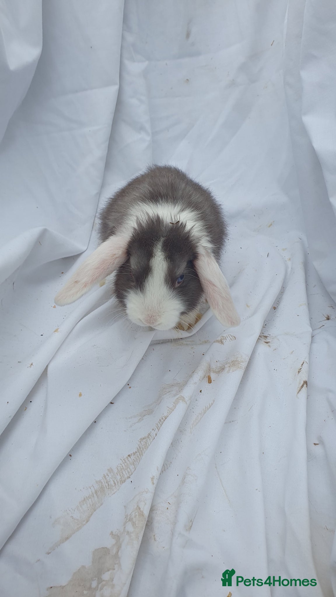 Mini Lop rabbits Mini lop  - Advert 2