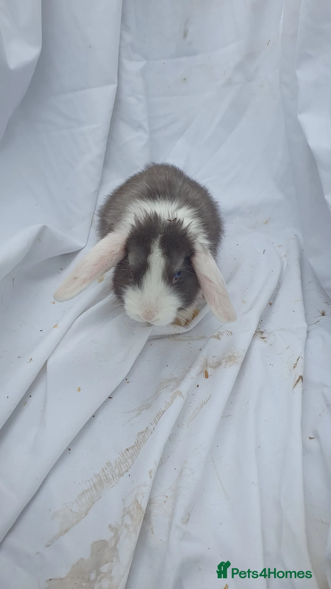 Mini Lop rabbits for sale: Mini lop  - Advert 2