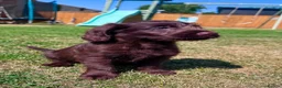 Labradoodle dogs for sale: Chocolate & Chocolate Merle Labradoodle Babies 🐾 - Advert 6