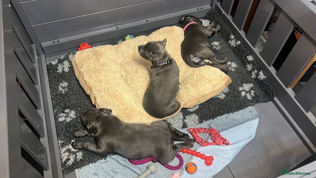 Staffordshire Bull Terrier dogs for sale: Blue Staffordshire Bull Terrier KC Registered  - Advert 4