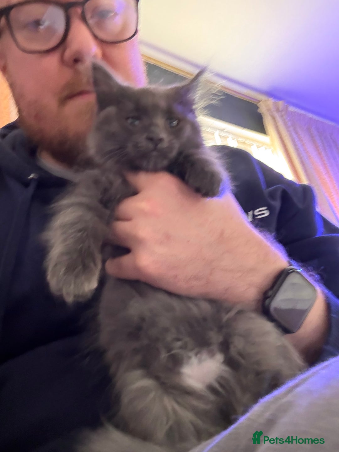 Ragcoon cats for sale: Female Ragcoon r2go - Advert 5