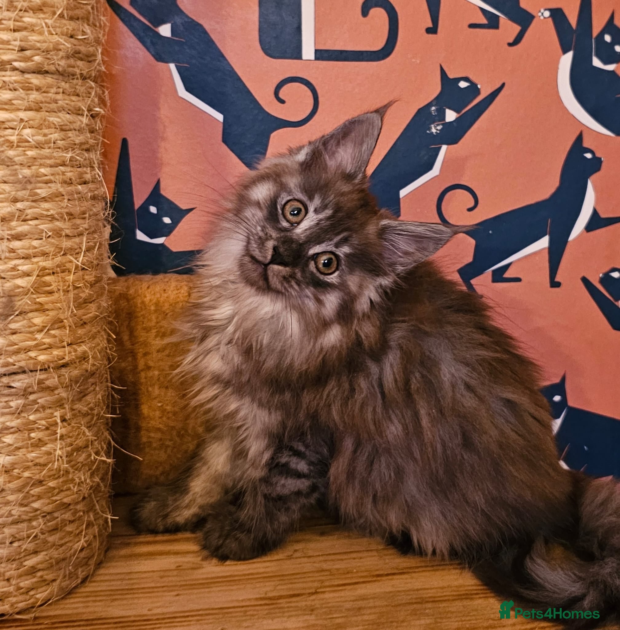 Maine Coon cats Maine Coons Kittens,  *1 polydactil available* - Advert 15