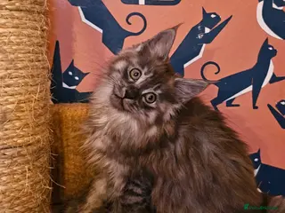 Maine Coon cats Maine Coons Kittens, *1 polydactil available* - Advert 15