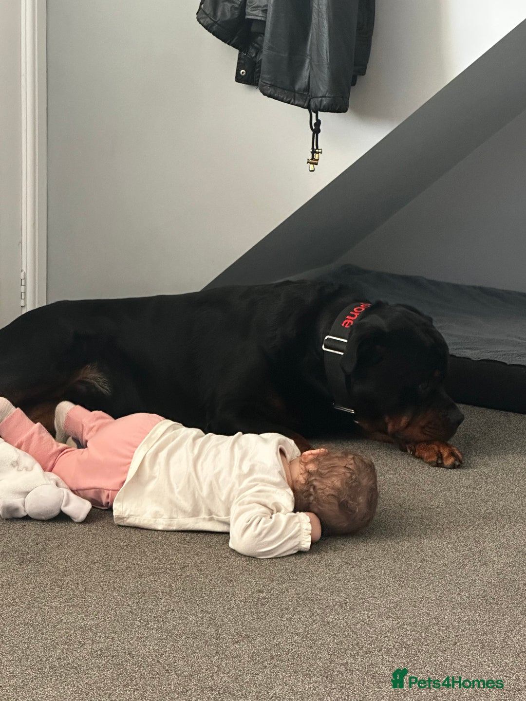 Rottweiler dogs for sale: Rottweiler needs a loving forever home  - Advert 5