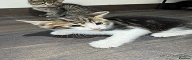 Tabby boy 