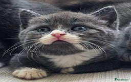 Russian Blue cats for sale: Blue Russian / mix Simaese /grey and white kitten - Image 2
