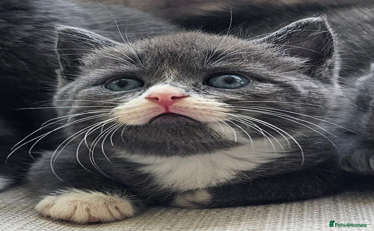 Russian Blue cats - Advert 2