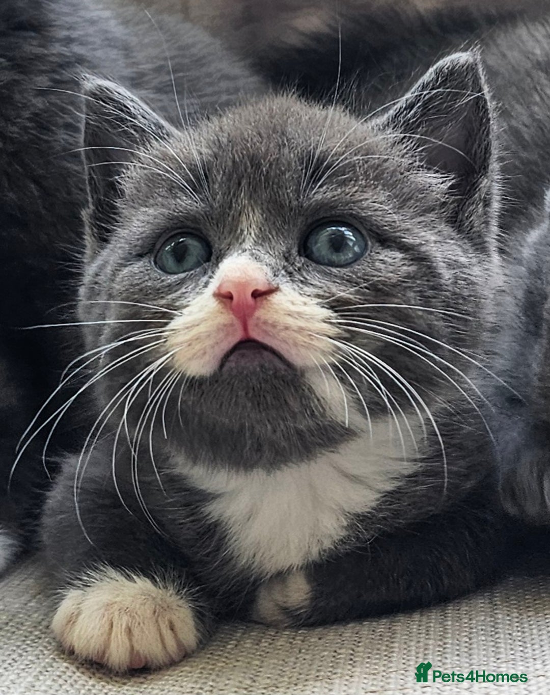 Russian Blue cats for sale: Blue Russian / mix Simaese /grey and white kitten - Image 2