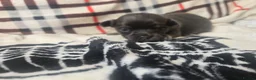 Chihuahua dogs for sale: Absolutely beautiful chihuahua puppies - Advert 17