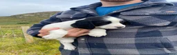 English Springer Spaniel dogs for sale: Springer Spaniel Puppies – 3 Girls Available - Advert 9