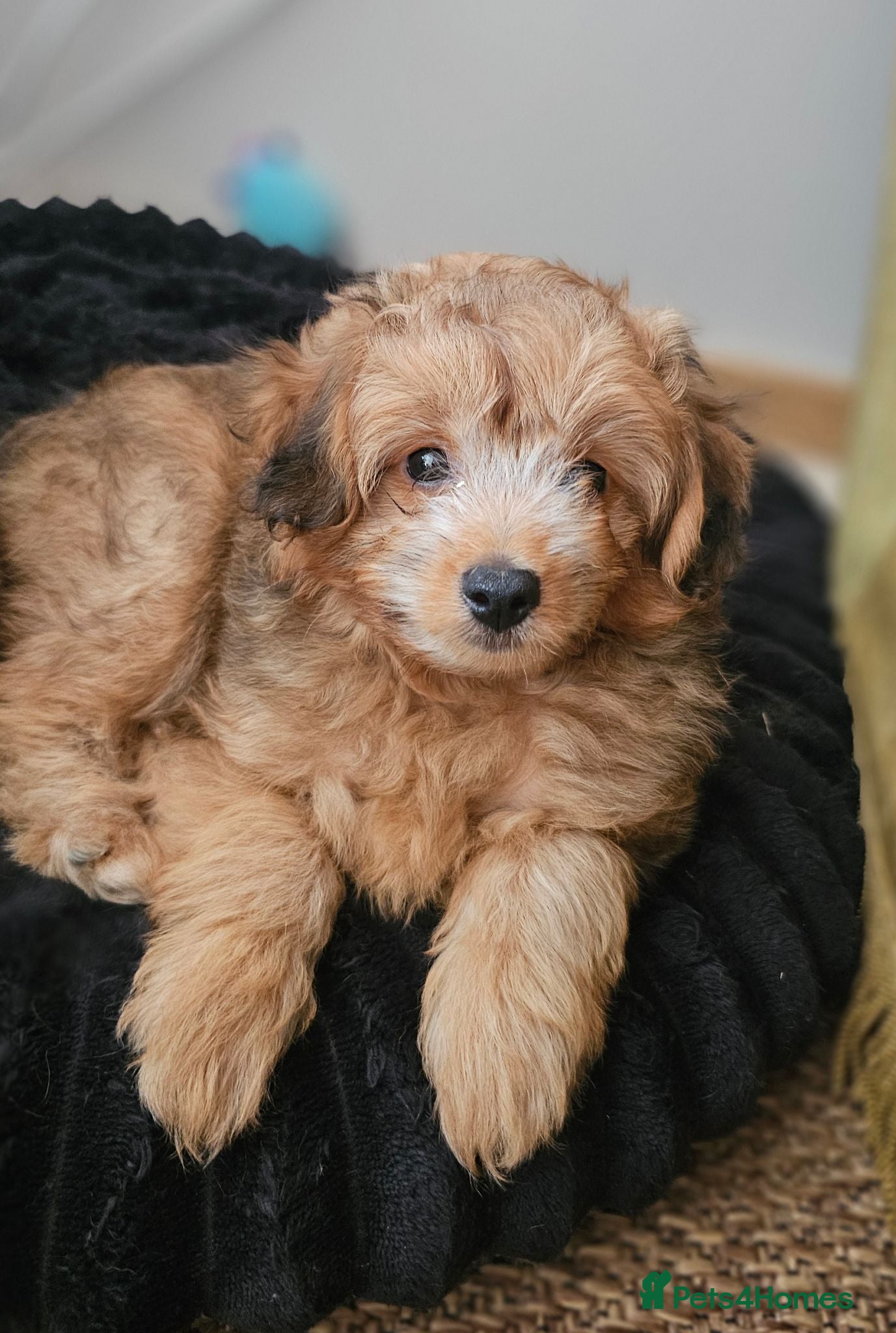 Pomapoo dogs Fluffy Pomapoo LITTLE BABY BOY 💛 - Advert 2