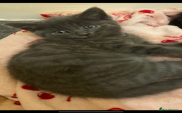 British Shorthair cats for sale: 3 beautiful kittens - Advert 1