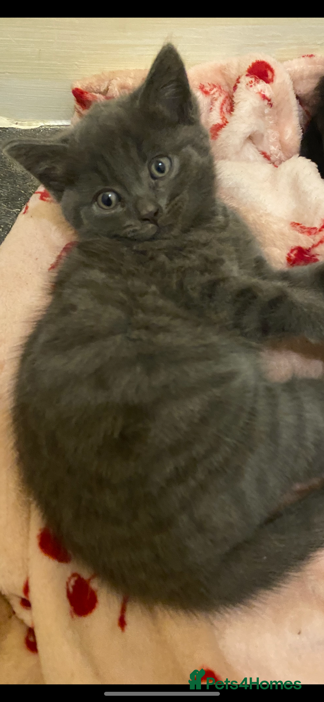 British Shorthair cats for sale: 3 beautiful kittens - Advert 1