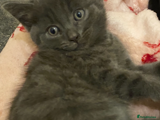 British Shorthair cats 3 beautiful kittens - Advert 5