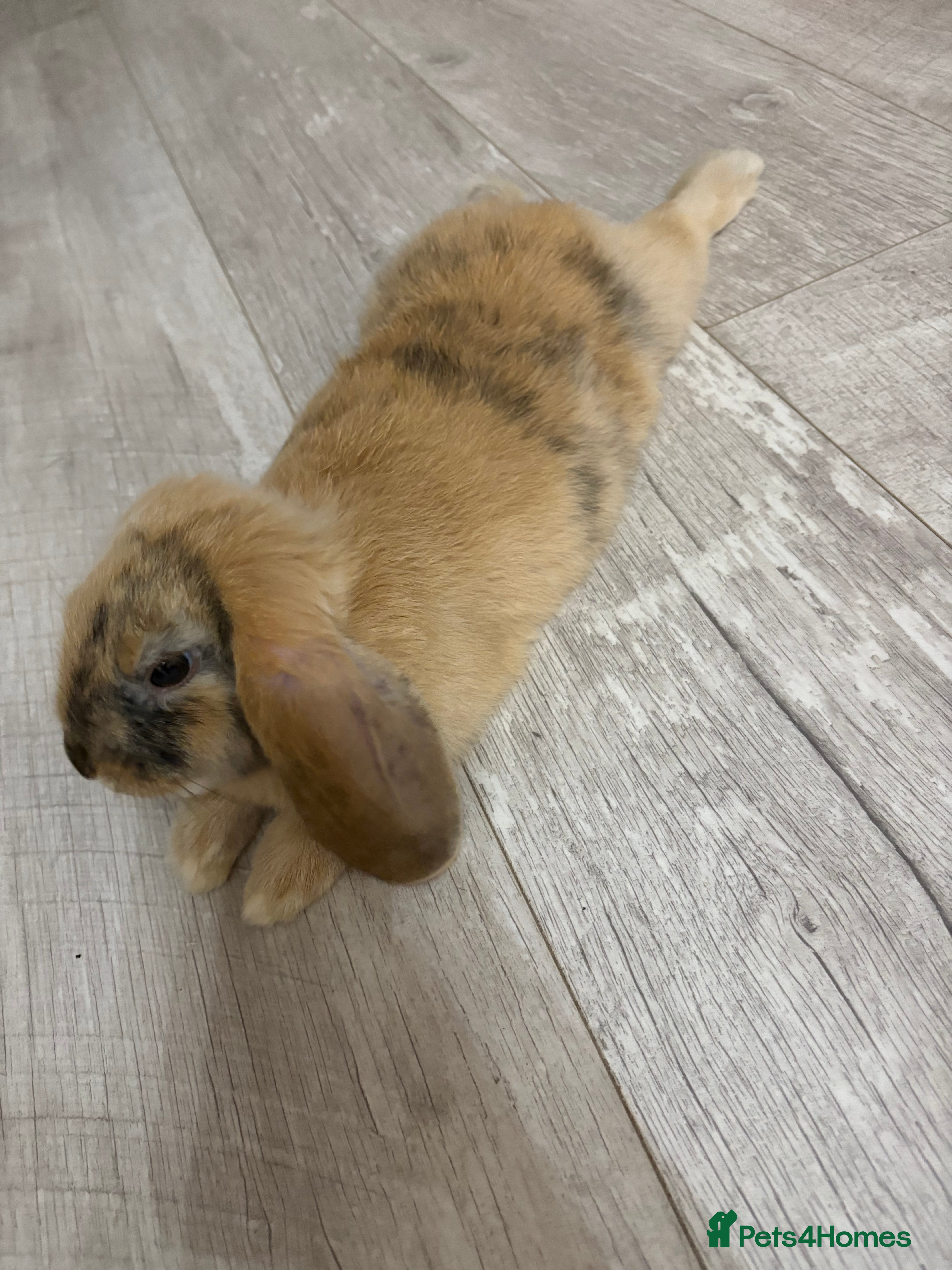Mixed Breed rabbits Rabbit To Be Rehome - Advert 1