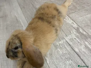 Mixed Breed rabbits Rabbit To Be Rehome - Advert 17