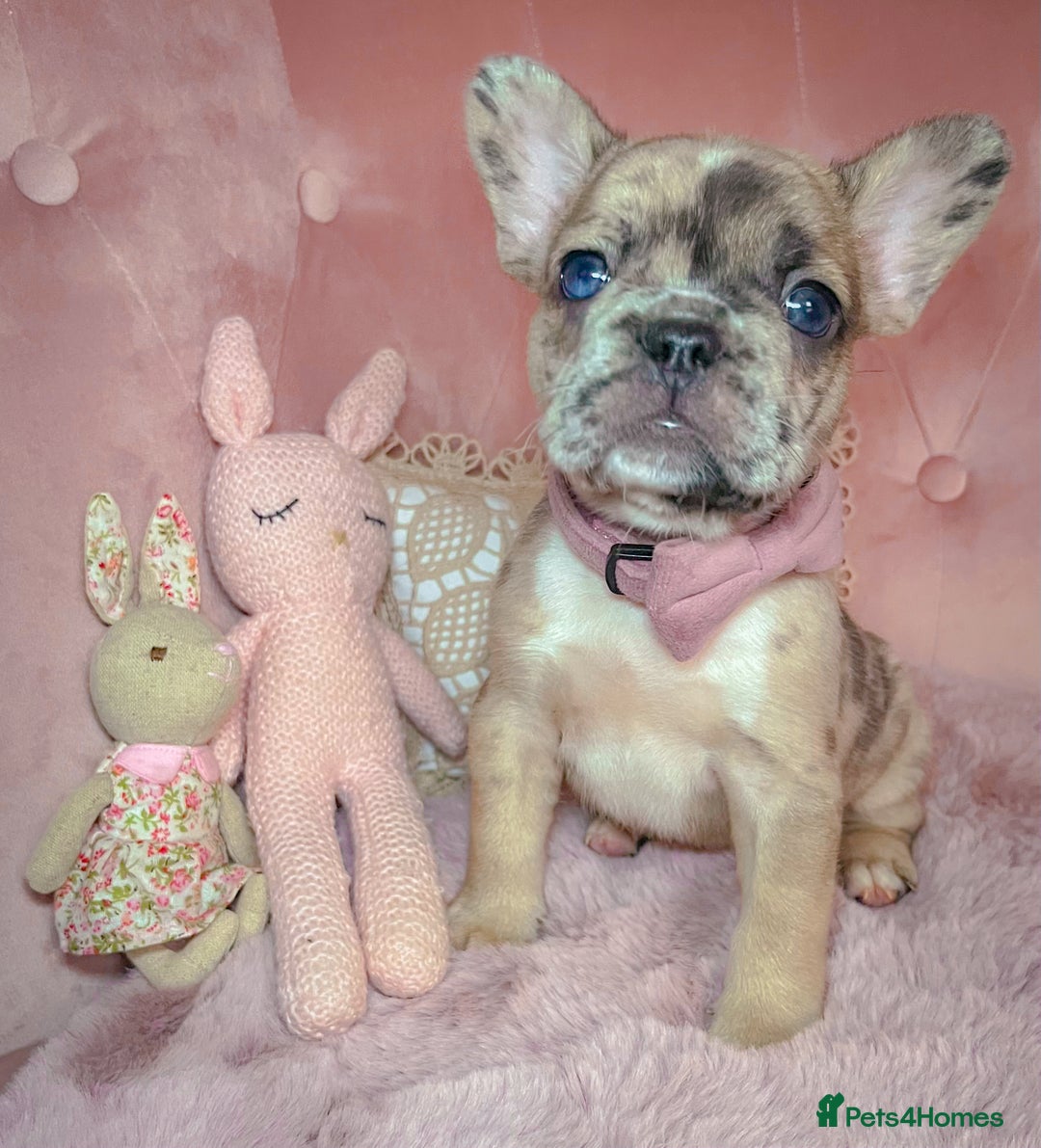 French Bulldog dogs for sale: 🌸Isabella,Rojo,Lilac,Blue,Chocolate🌸 - Advert 4