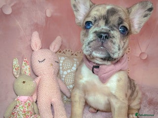 French Bulldog dogs 🌸New Shade,Rojo,Lilac,Blue,Chocolate🌸 - Advert 14