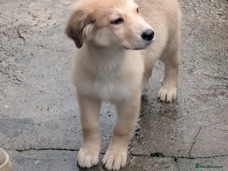 Mixed Breed dogs Bernese X swiss Shepard pups - Advert 3