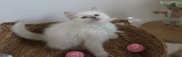 Ragdoll cats for sale: GCCF REGISTERED PEDIGREE RAGDOLL KITTENS  - Advert 14