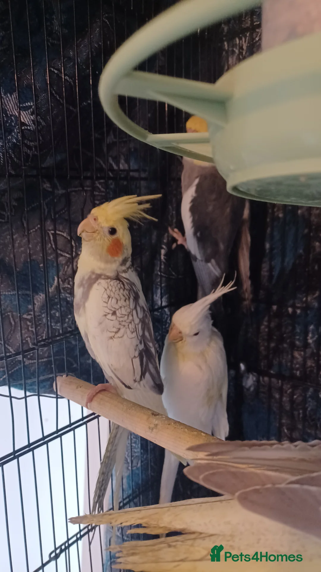 Cockatiels birds for sale: Breeding cockatiels with babies - Advert 5