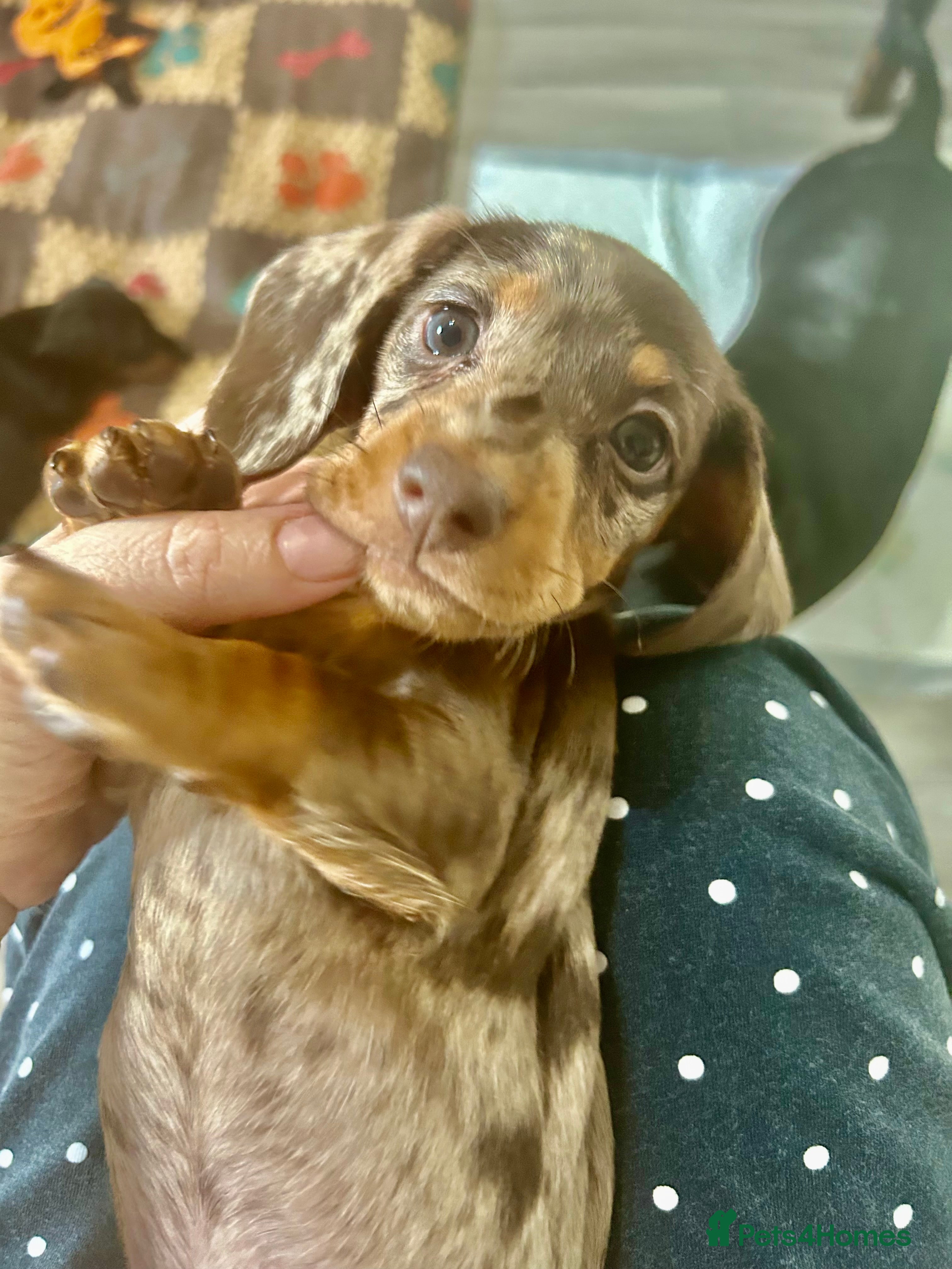 Dachshund dogs Dachshund Puppies  Chocolate dapple - Advert 4