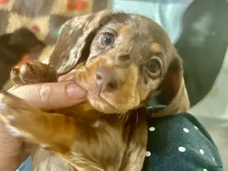 Dachshund dogs Dachshund Puppies Chocolate dapple - Advert 4