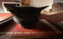 Mixed Breed cats for sale: 4 kittens available - Image 5