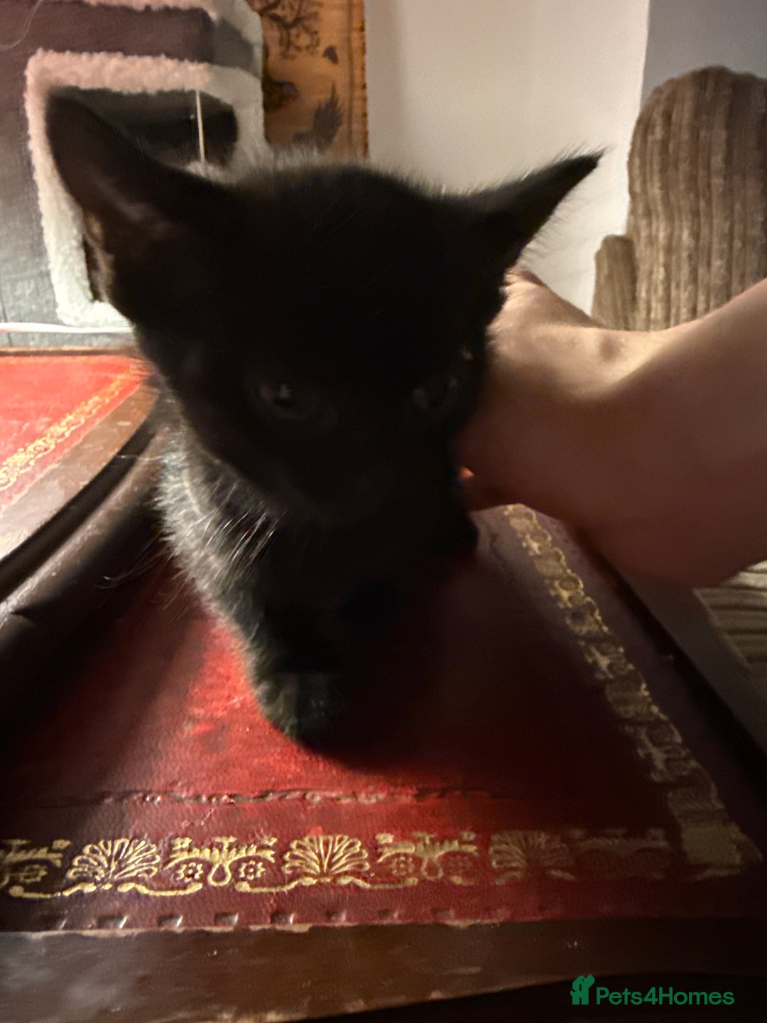 Mixed Breed cats for sale: 4 kittens available - Image 5