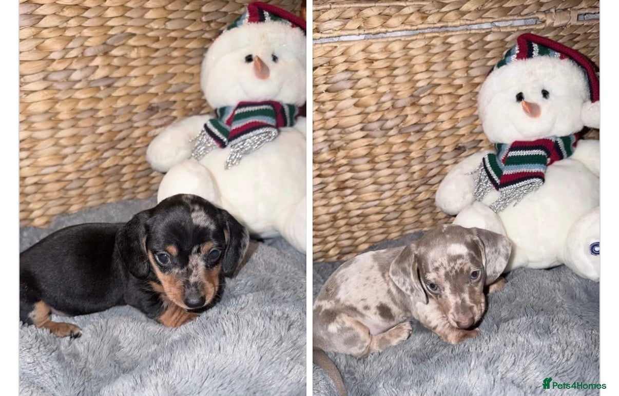 Miniature Dachshund dogs Stunning kc reg miniature dachshund puppies - Advert 2
