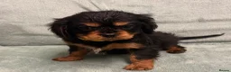 Cavalier King Charles Spaniel dogs for sale: KC Cavalier Puppies Genetically Clear  - Advert 7