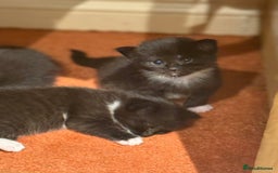 Domestic Shorthair cats for sale: Male and female kittens  - Image 6