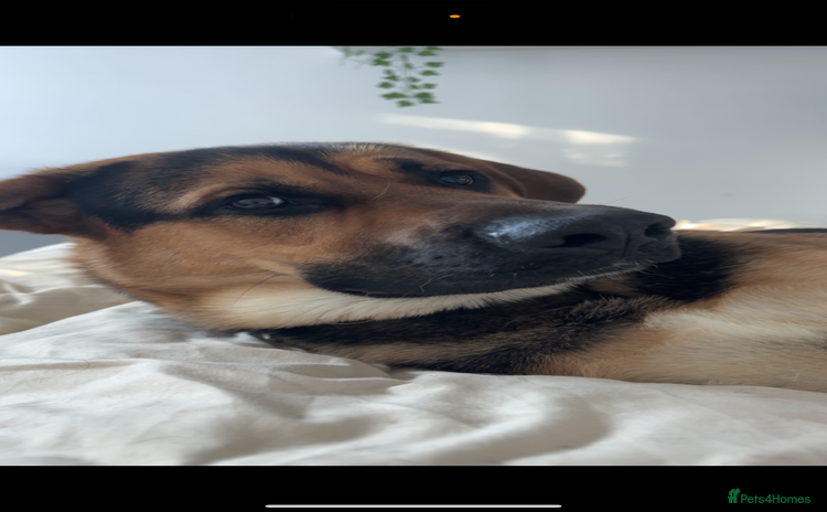 Mixed Breed dogs - Advert 11