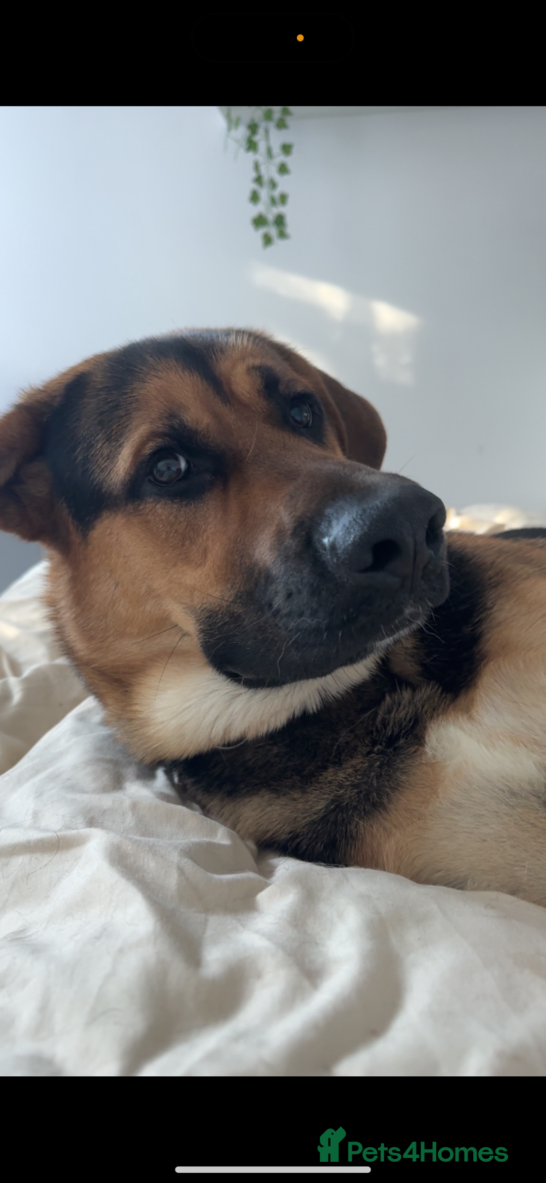 Mixed Breed dogs for sale: Archie - Image 1