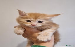 Maine Coon cats for sale: Maine Coon Kittens for sale - Image 11