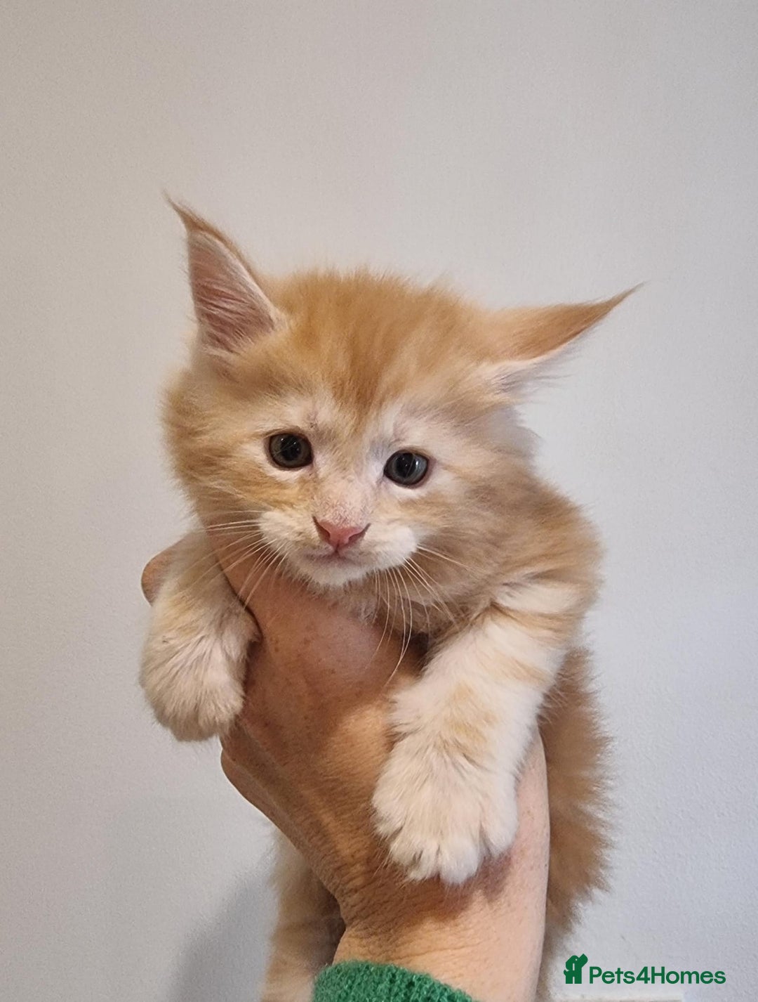 Maine Coon cats for sale: Maine Coon Kittens for sale - Image 11