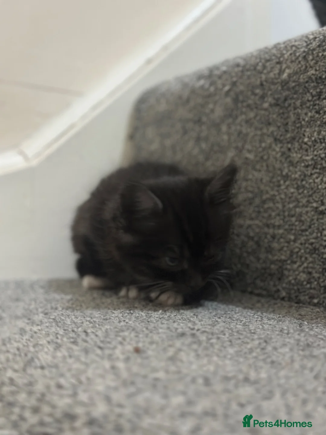 Mixed Breed cats for sale: Beautiful Tabby Kittens – Loving Forever Homes - Advert 2